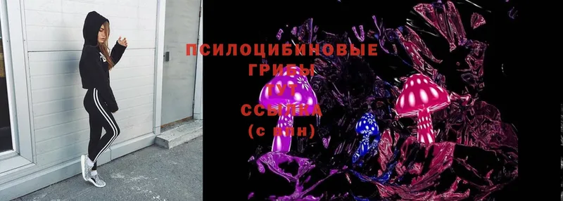 Псилоцибиновые грибы Cubensis  Духовщина 